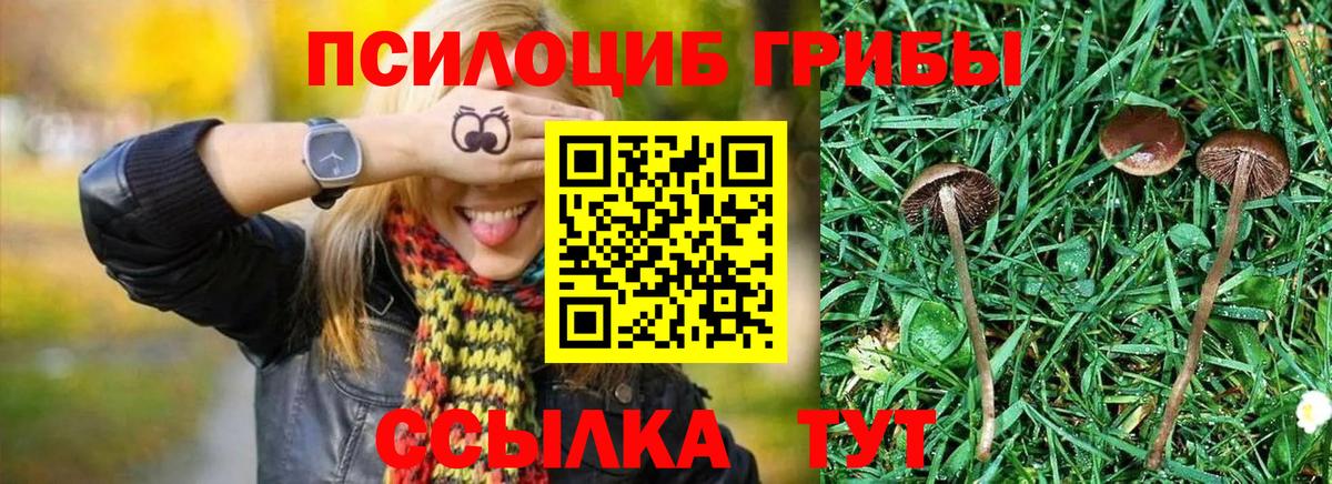 Псилоцибиновые грибы GOLDEN TEACHER Сосновый Бор